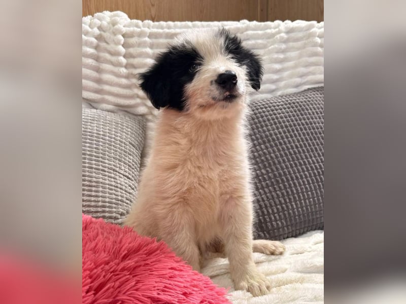 Layla - kleines Überraschungspaket sucht dich!