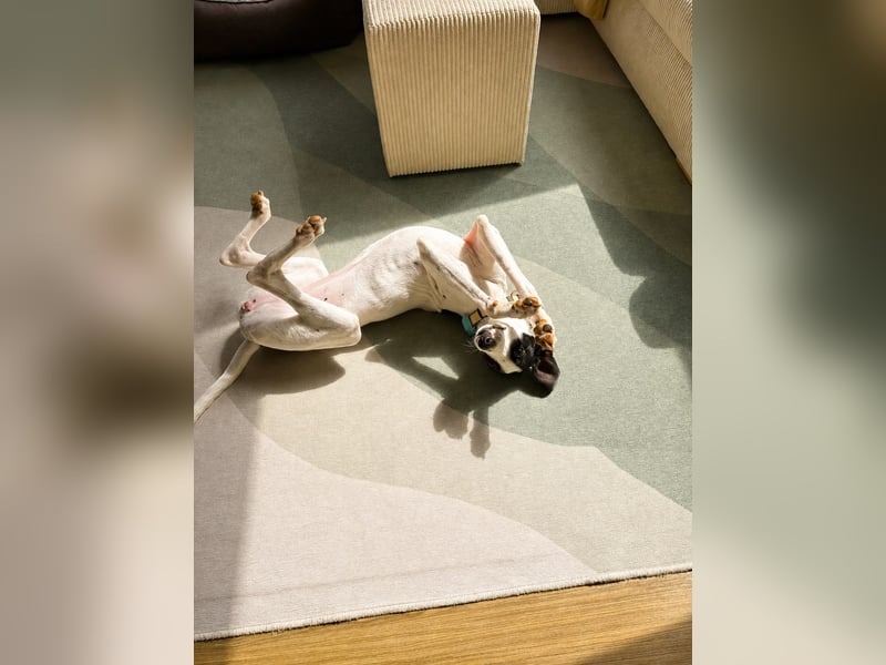 Molly - möchte endlich ankommen!