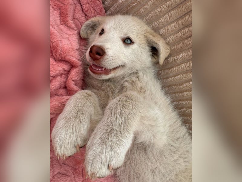 Lulu - besondere Lady sucht dich!