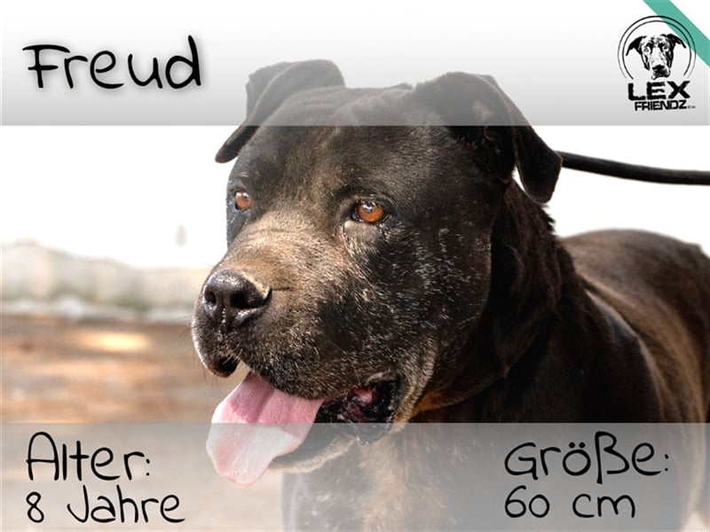 Freud - freundlich, verschmustes Riesenbaby