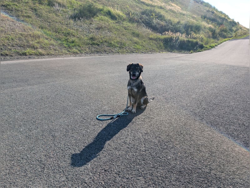 Mischling Franz 1 1/2 Jahre sucht