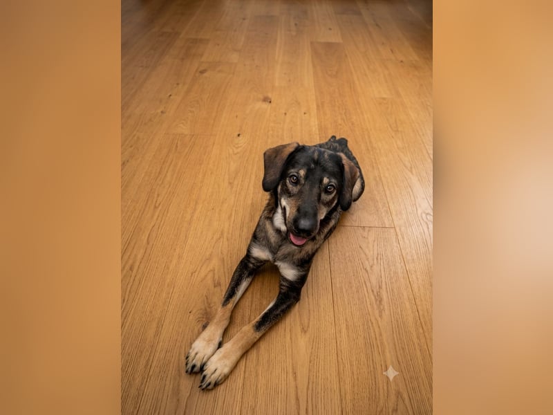 Mischling Franz 1 1/2 Jahre sucht