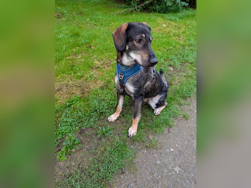 Mischling Franz 1 1/2 Jahre sucht