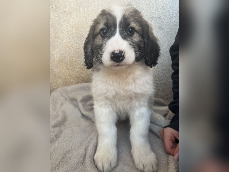 Malor, geb. ca. 09/2025, lebt in GRIECHENLAND, im städt. Tierheim Serres