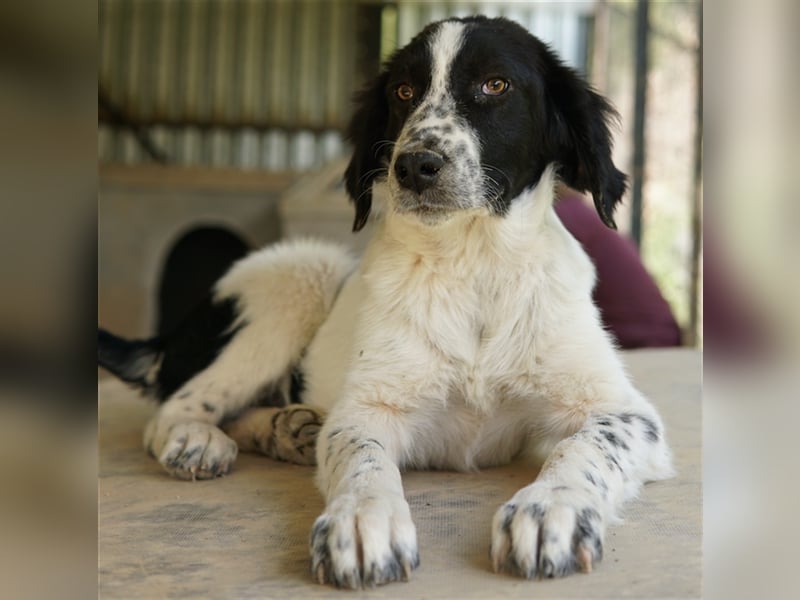 Oz geb. ca. 01/2023, lebt in GRIECHENLAND, im städt. Tierheim Serres