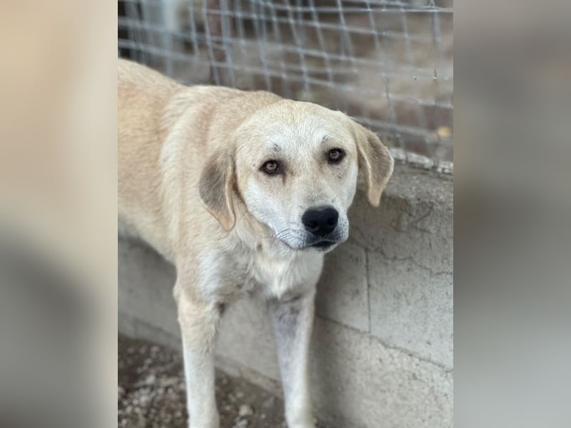Shaggy, geb. ca. 04/2025, lebt in GRIECHENLAND, im städt. Tierheim Serres