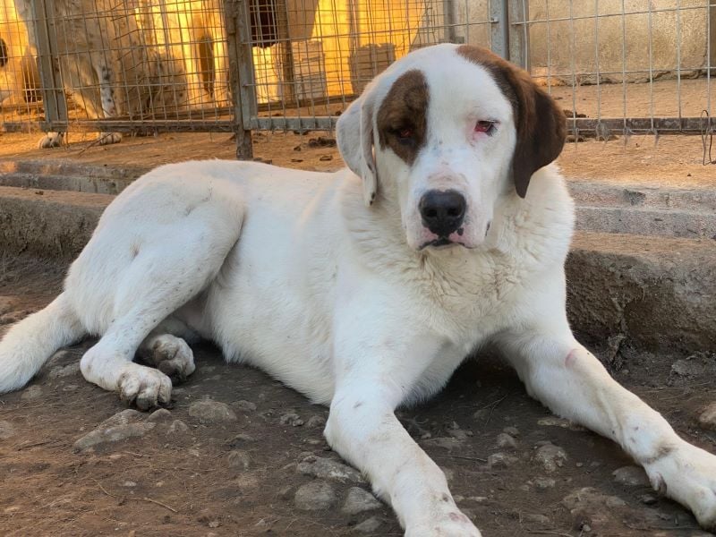 Mäx, geb. ca. 01/2024, lebt in GRIECHENLAND, im städt. Tierheim Serres