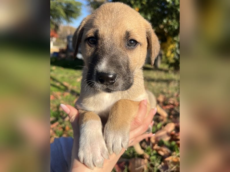 Banzai, geb. ca. 09/2025, lebt in GRIECHENLAND, auf einem Gelände, auf dem die Hunde notdürftig vers