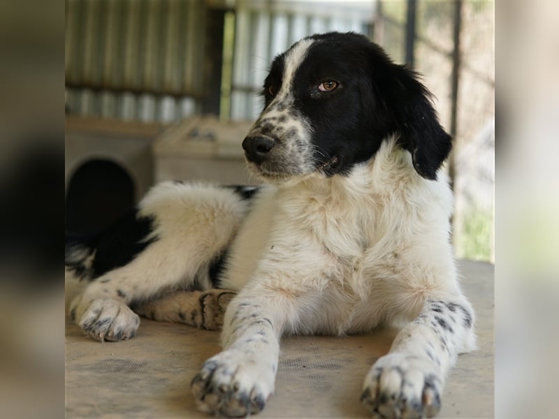 Oz geb. ca. 01/2023, lebt in GRIECHENLAND, im städt. Tierheim Serres