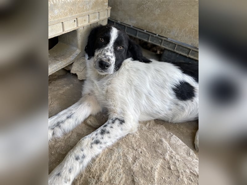 Oz geb. ca. 01/2023, lebt in GRIECHENLAND, im städt. Tierheim Serres