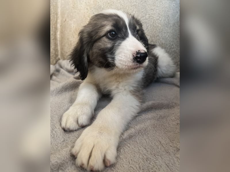 Malor, geb. ca. 09/2025, lebt in GRIECHENLAND, im städt. Tierheim Serres