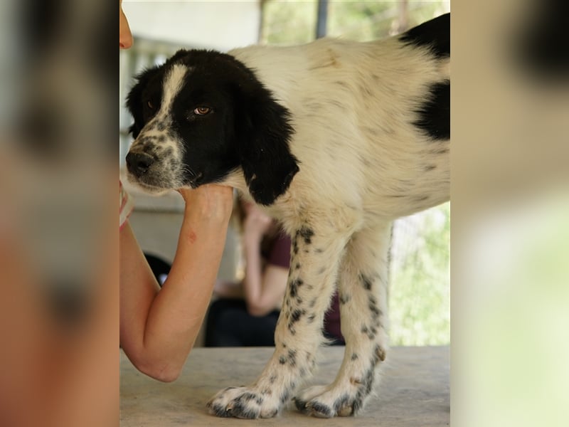 Oz geb. ca. 01/2023, lebt in GRIECHENLAND, im städt. Tierheim Serres