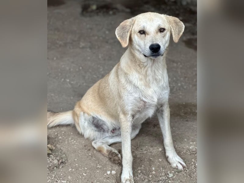 Shaggy, geb. ca. 04/2025, lebt in GRIECHENLAND, im städt. Tierheim Serres
