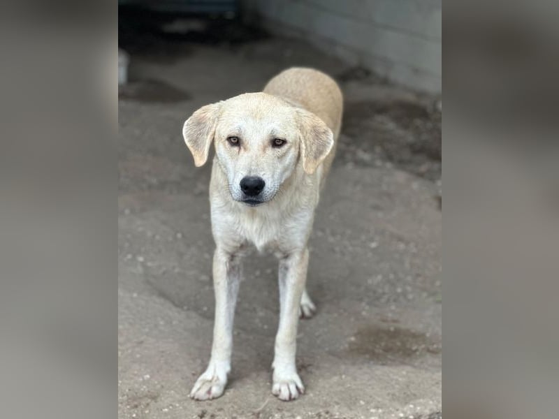 Shaggy, geb. ca. 04/2025, lebt in GRIECHENLAND, im städt. Tierheim Serres