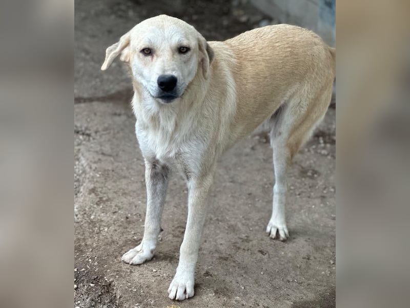Shaggy, geb. ca. 04/2025, lebt in GRIECHENLAND, im städt. Tierheim Serres