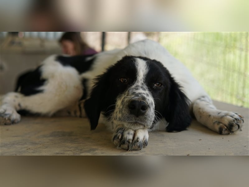 Oz geb. ca. 01/2023, lebt in GRIECHENLAND, im städt. Tierheim Serres