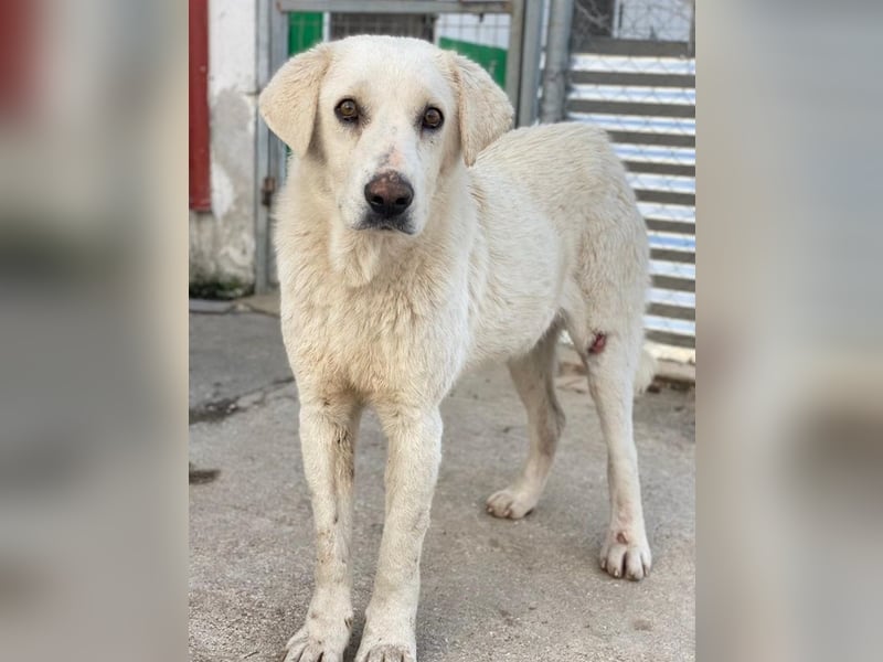 Loscano, geb. ca. 05/2024, lebt in GRIECHENLAND, im städt. Tierheim Serres