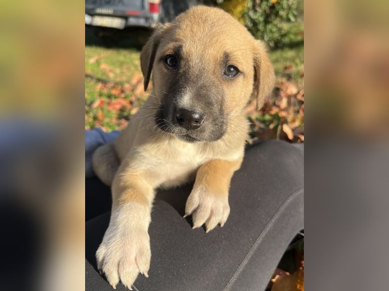 Banzai, geb. ca. 09/2025, lebt in GRIECHENLAND, auf einem Gelände, auf dem die Hunde notdürftig vers