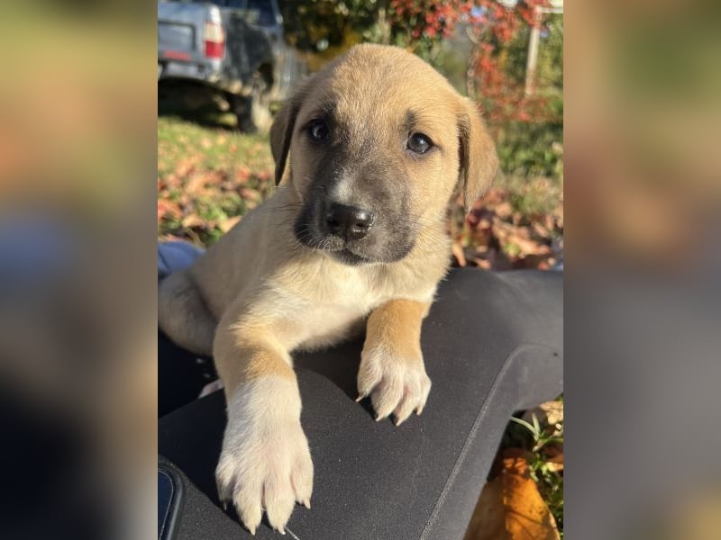 Banzai, geb. ca. 09/2025, lebt in GRIECHENLAND, auf einem Gelände, auf dem die Hunde notdürftig vers