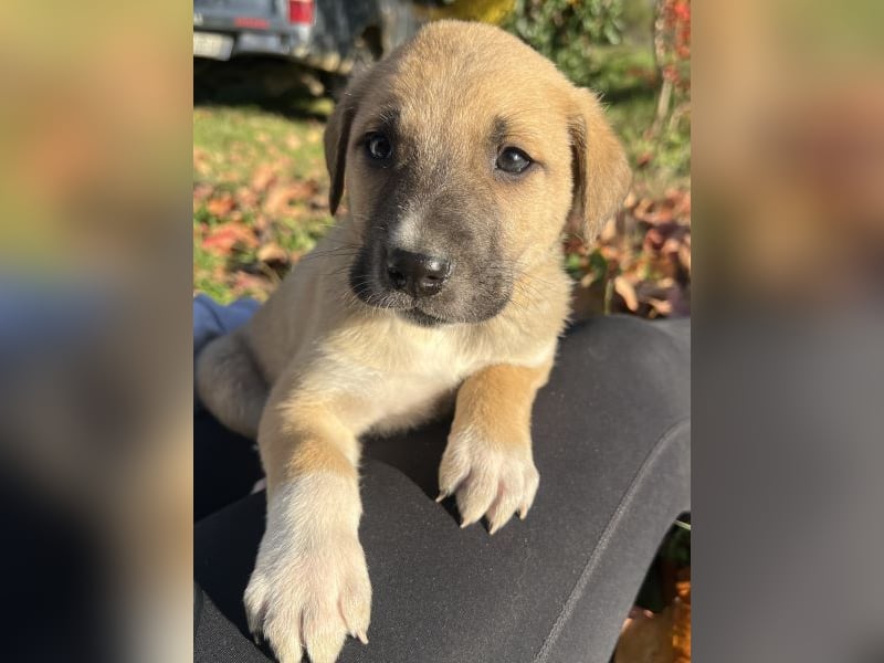 Banzai, geb. ca. 09/2025, lebt in GRIECHENLAND, auf einem Gelände, auf dem die Hunde notdürftig vers