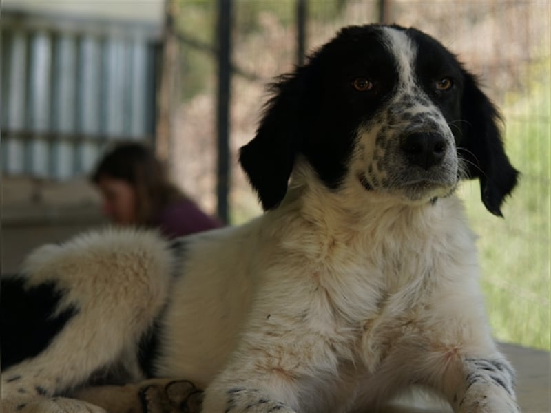 Oz geb. ca. 01/2023, lebt in GRIECHENLAND, im städt. Tierheim Serres