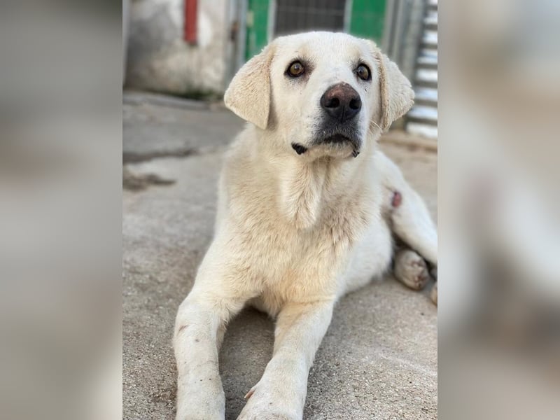 Loscano, geb. ca. 05/2024, lebt in GRIECHENLAND, im städt. Tierheim Serres