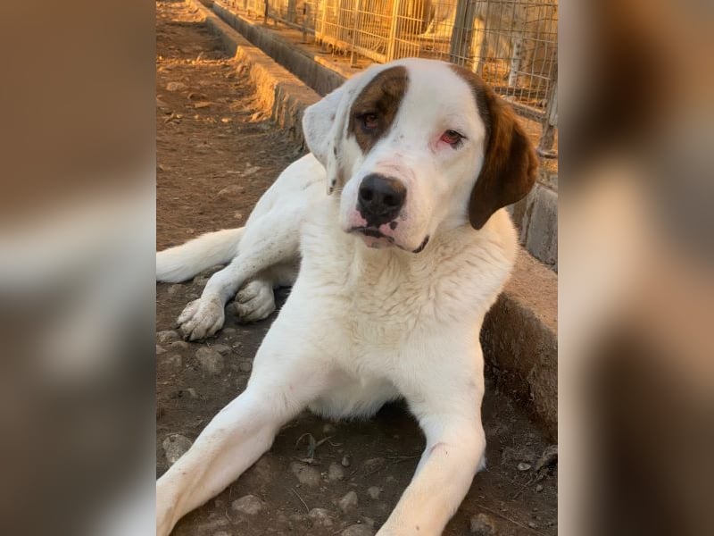 Mäx, geb. ca. 01/2024, lebt in GRIECHENLAND, im städt. Tierheim Serres