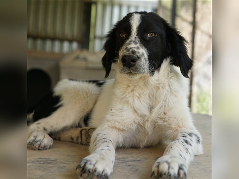 Oz geb. ca. 01/2023, lebt in GRIECHENLAND, im städt. Tierheim Serres