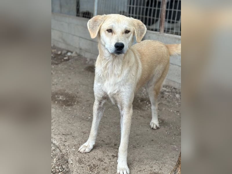 Shaggy, geb. ca. 04/2025, lebt in GRIECHENLAND, im städt. Tierheim Serres