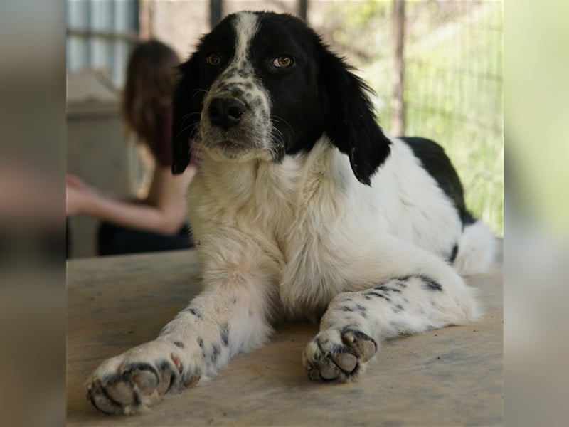 Oz geb. ca. 01/2023, lebt in GRIECHENLAND, im städt. Tierheim Serres