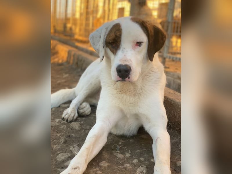 Mäx, geb. ca. 01/2024, lebt in GRIECHENLAND, im städt. Tierheim Serres