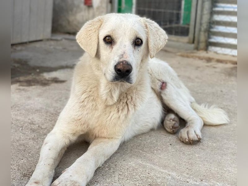 Loscano, geb. ca. 05/2024, lebt in GRIECHENLAND, im städt. Tierheim Serres