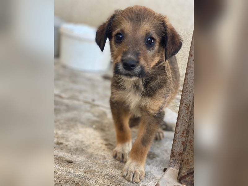 Woody, geb. ca. 02/2026, lebt in GRIECHENLAND, im städt. Tierheim Serres