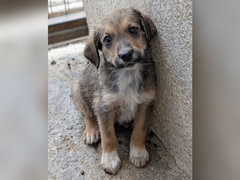 Woody, geb. ca. 02/2026, lebt in GRIECHENLAND, im städt. Tierheim Serres