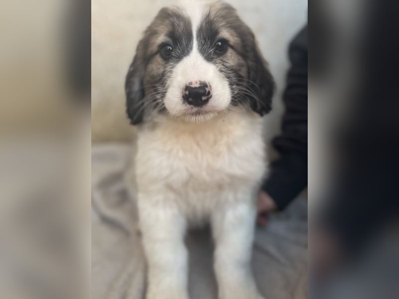 Malor, geb. ca. 09/2025, lebt in GRIECHENLAND, im städt. Tierheim Serres