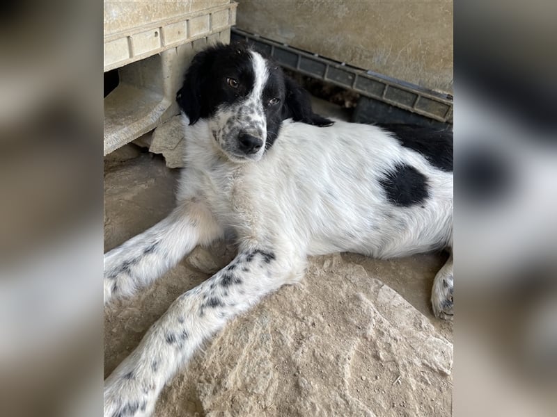 Oz geb. ca. 01/2023, lebt in GRIECHENLAND, im städt. Tierheim Serres