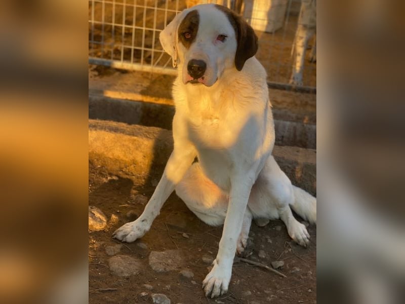 Mäx, geb. ca. 01/2024, lebt in GRIECHENLAND, im städt. Tierheim Serres