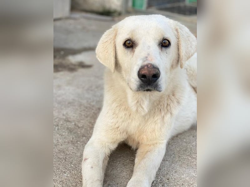 Loscano, geb. ca. 05/2024, lebt in GRIECHENLAND, im städt. Tierheim Serres