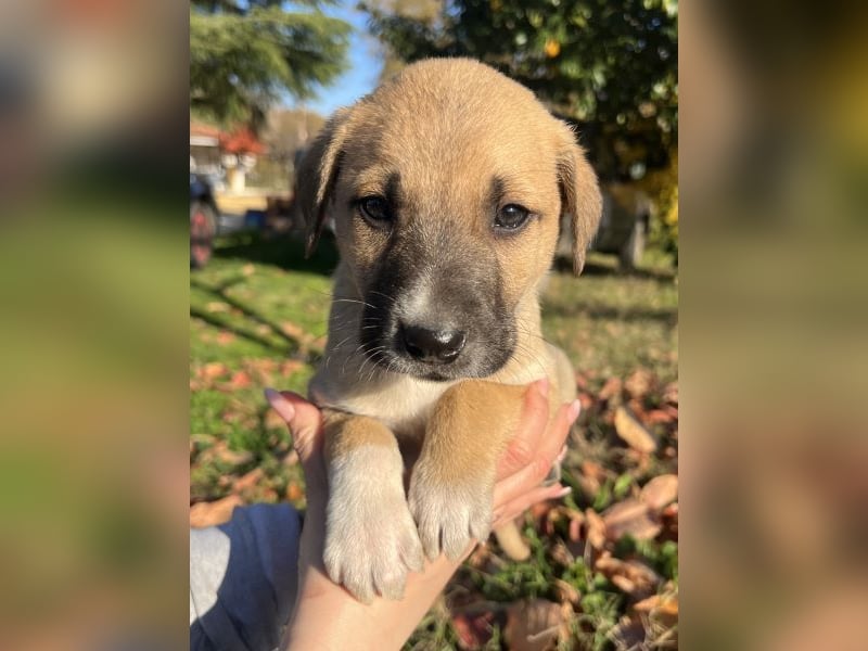 Banzai, geb. ca. 09/2025, lebt in GRIECHENLAND, auf einem Gelände, auf dem die Hunde notdürftig vers