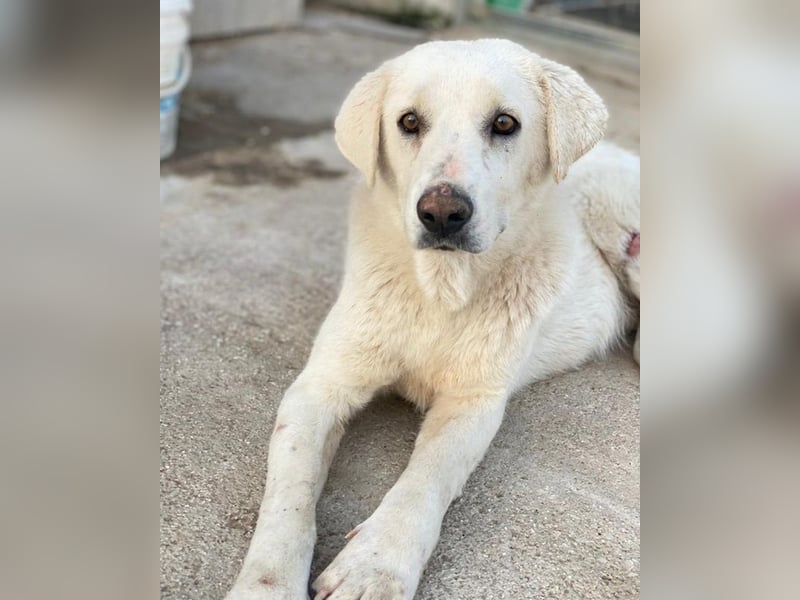 Loscano, geb. ca. 05/2024, lebt in GRIECHENLAND, im städt. Tierheim Serres