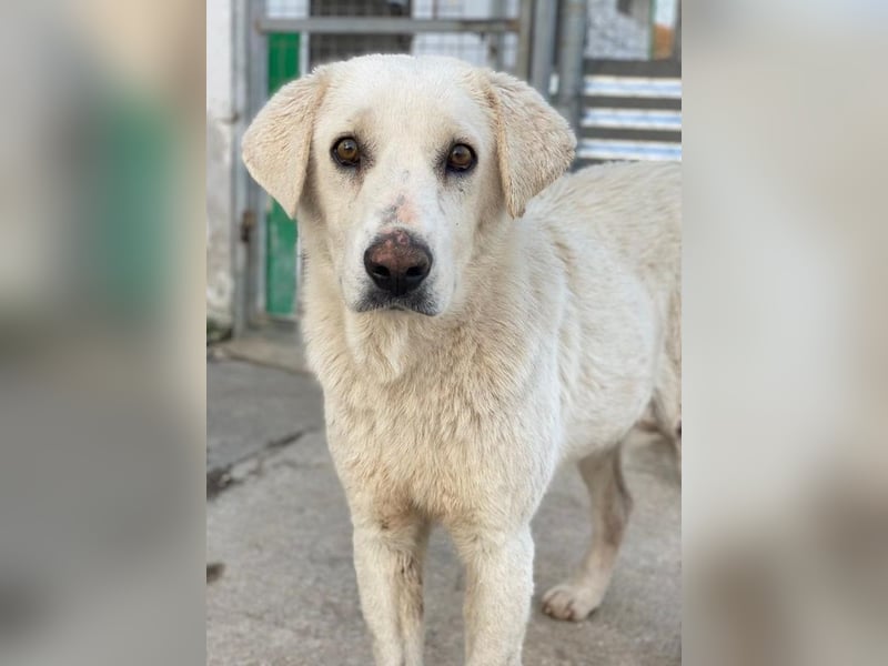 Loscano, geb. ca. 05/2024, lebt in GRIECHENLAND, im städt. Tierheim Serres