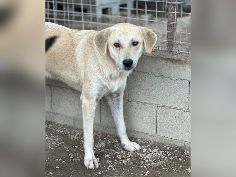 Shaggy, geb. ca. 04/2025, lebt in GRIECHENLAND, im städt. Tierheim Serres