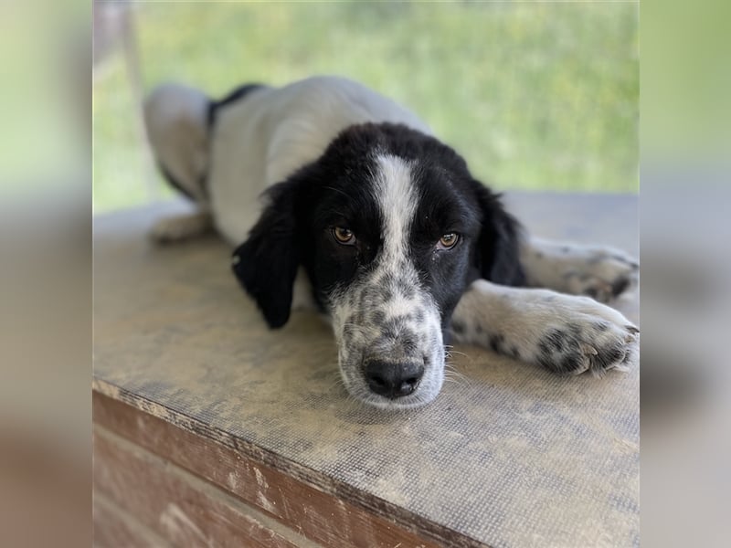 Oz geb. ca. 01/2023, lebt in GRIECHENLAND, im städt. Tierheim Serres