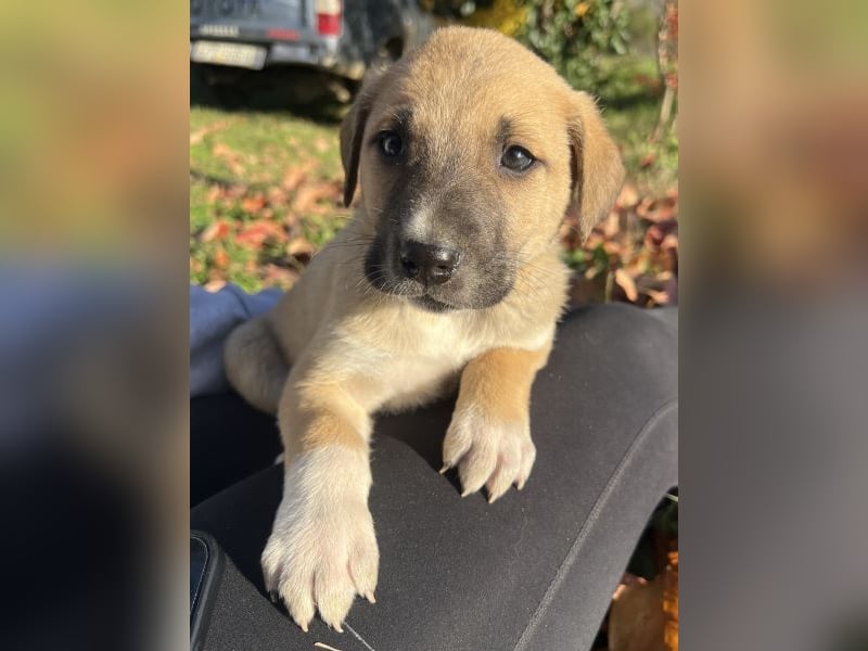 Banzai, geb. ca. 09/2025, lebt in GRIECHENLAND, auf einem Gelände, auf dem die Hunde notdürftig vers