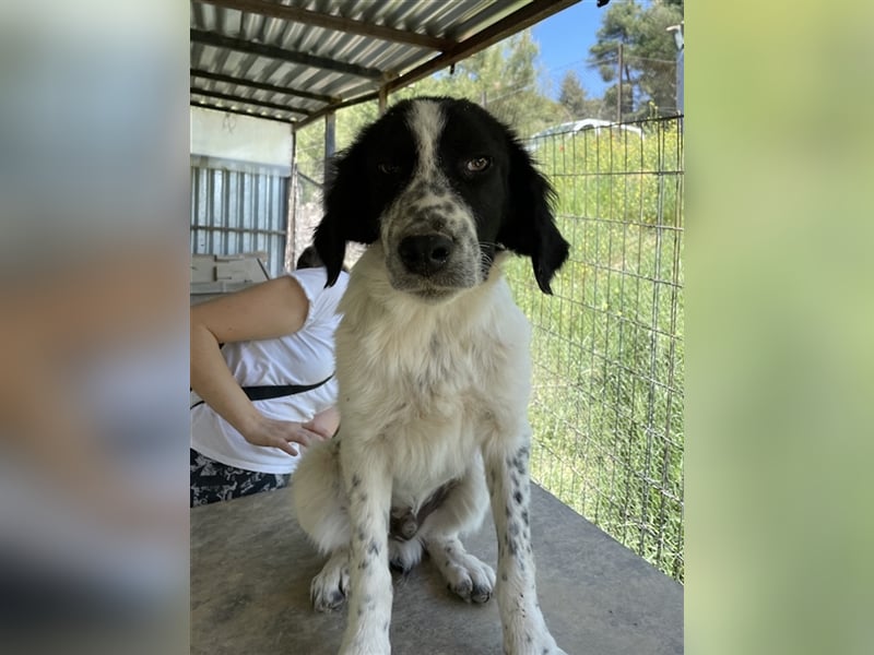 Oz geb. ca. 01/2023, lebt in GRIECHENLAND, im städt. Tierheim Serres