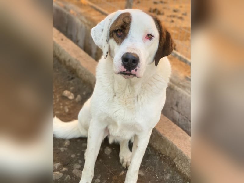 Mäx, geb. ca. 01/2024, lebt in GRIECHENLAND, im städt. Tierheim Serres