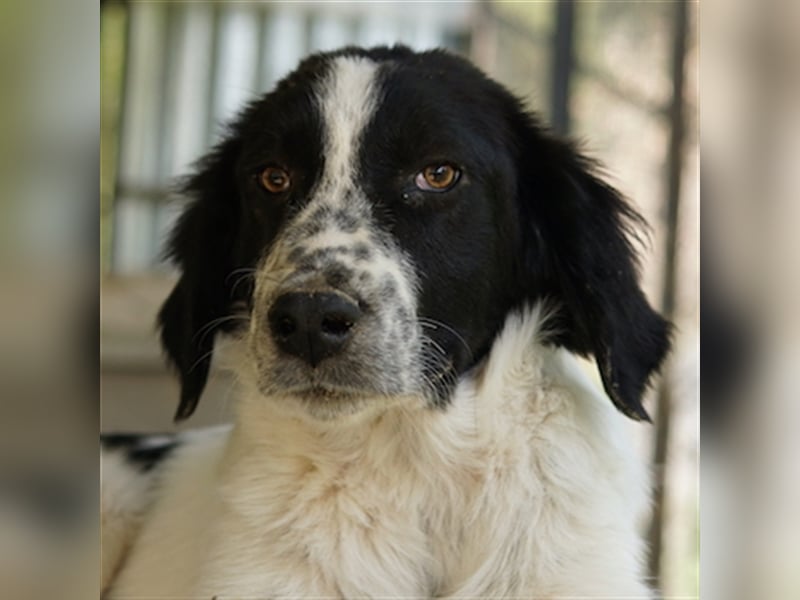 Oz geb. ca. 01/2023, lebt in GRIECHENLAND, im städt. Tierheim Serres