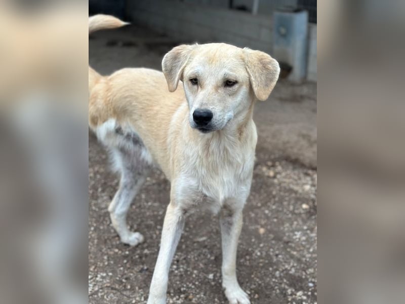 Shaggy, geb. ca. 04/2025, lebt in GRIECHENLAND, im städt. Tierheim Serres