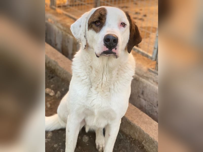 Mäx, geb. ca. 01/2024, lebt in GRIECHENLAND, im städt. Tierheim Serres