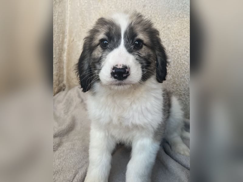 Malor, geb. ca. 09/2025, lebt in GRIECHENLAND, im städt. Tierheim Serres